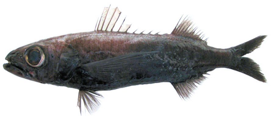 Scombrolabrax heterolepis_02_aus.jpg